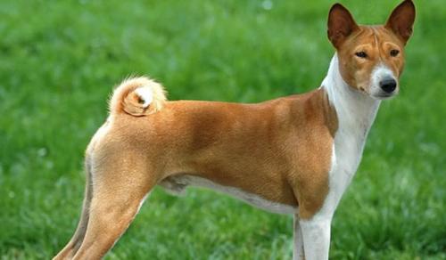 怎么判断巴仙吉犬得了什么病-图1