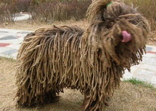 波利犬的体重大约是多少-图1