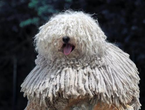 波利犬的体高是多少-图1