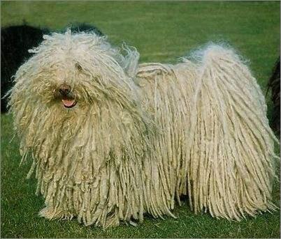 波利犬如何训练-图1