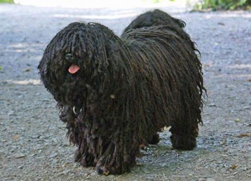 波利犬的毛色有几种