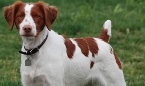 不列塔尼猎犬有攻击性吗-图1