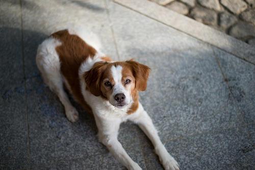 不列塔尼猎犬多大产仔-图1
