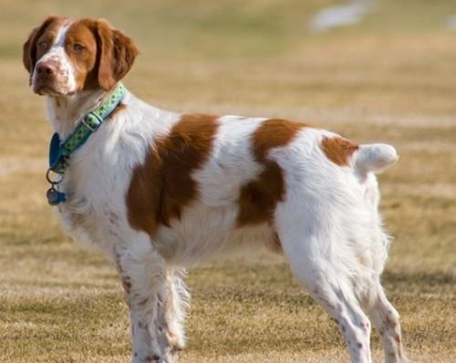 不列塔尼猎犬不能吃什么