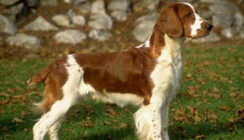 不列塔尼猎犬优缺点-图1