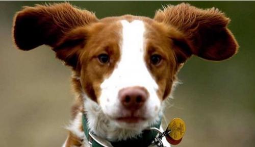 不列塔尼猎犬智商怎么样-图1