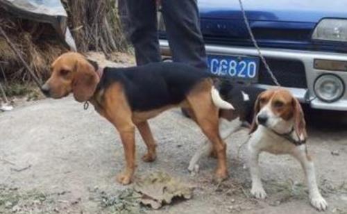 比格猎犬有攻击性吗-图1