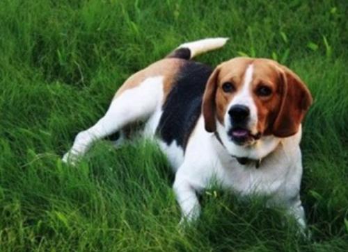 比格猎犬聪明吗-图1