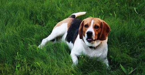 怎么判断比格猎犬得了什么病-图1