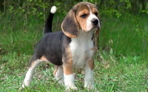 比格猎犬训练技巧有哪些-图1
