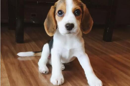 比格猎犬刚开始养就后悔-图1