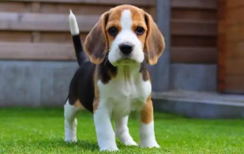 比格犬幼犬怎么挑选-图1