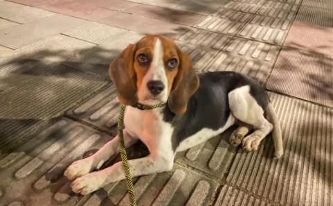 两个月比格犬喂多少-图1