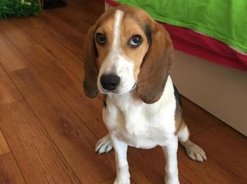 比格犬是缉毒犬吗-图1