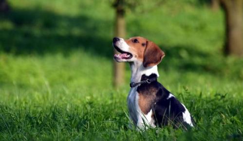 比格犬是哪个国家的品种-图1