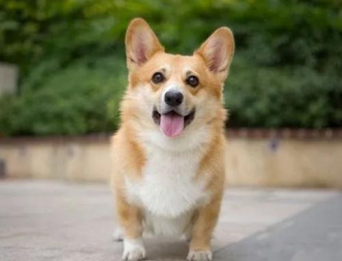 柯基犬和比格犬哪一个好养-图1
