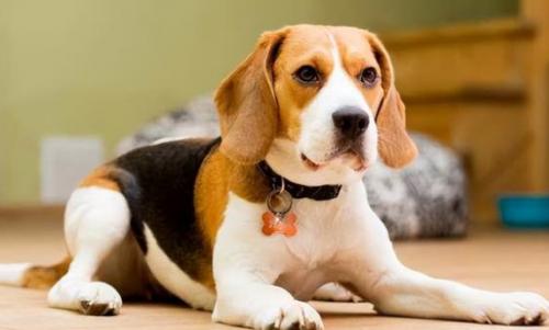 养一只比格猎犬一个月开销多少-图1