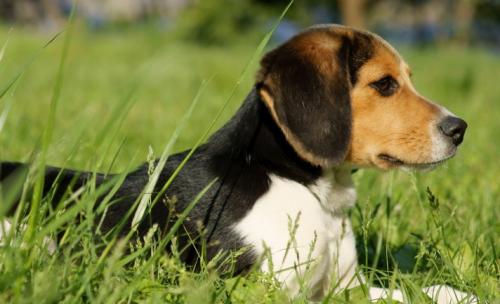 比格犬优缺点-图1