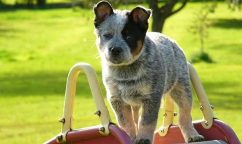 澳大利亚牧牛犬多大产仔