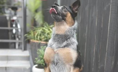 澳大利亚牧牛犬的毛色有几种-图1