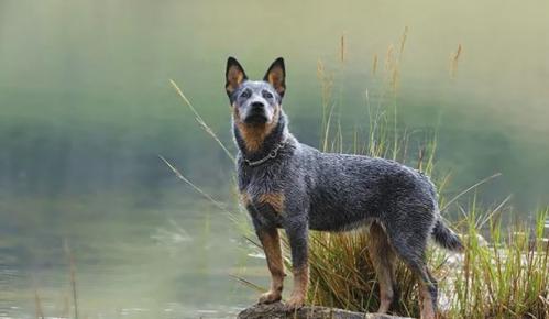 澳大利亚牧牛犬该怎么喂养-图1