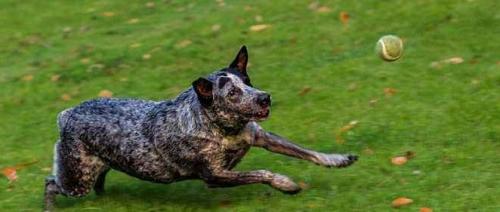 澳洲牧牛犬可以做护卫犬吗-图1