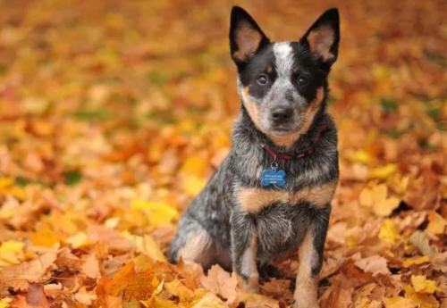 澳洲牧牛犬适合在城市养吗-图1