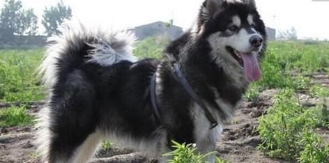 阿拉斯加雪橇犬的饲养要点有哪些-图1