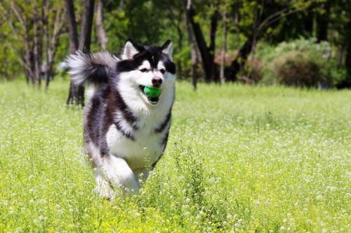 阿拉斯加雪橇犬吃多了吐了怎么办-图1
