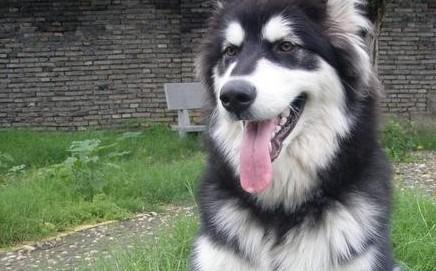 阿拉斯加雪橇犬生活习惯-图1