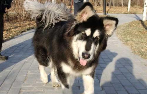 阿拉斯加雪橇犬好吗-图1