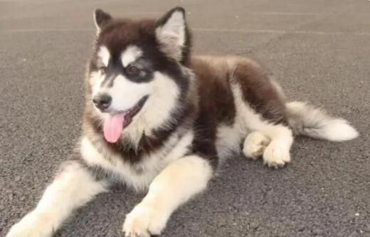 阿拉斯加幼犬感冒流鼻涕吃什么药-图1