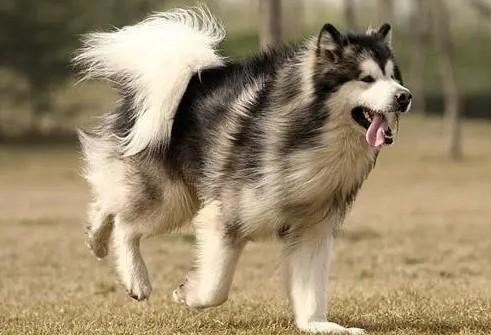 阿拉斯加雪撬犬