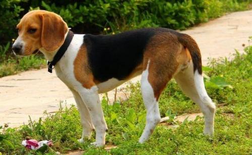 比格犬的智商怎么样-图1