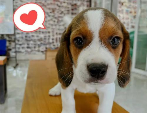 比格犬割声带以后会怎么样吗-图1