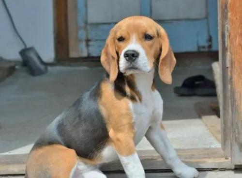 比格犬多少钱一只-图1