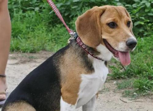 比格犬智商排名-图1
