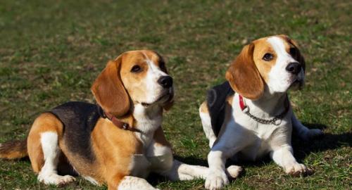 比格犬很难养吗-图1