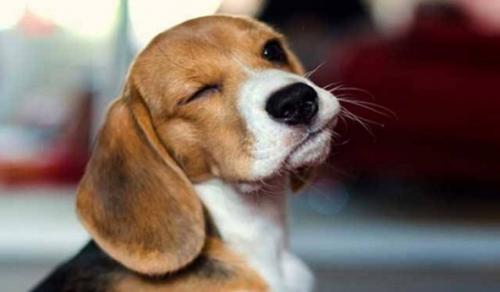 比格犬好养吗