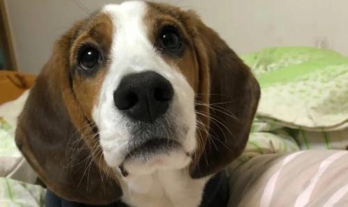 比格犬多大可以训练-图1