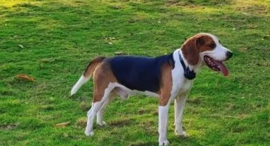 比格犬的优缺点及性格-图1
