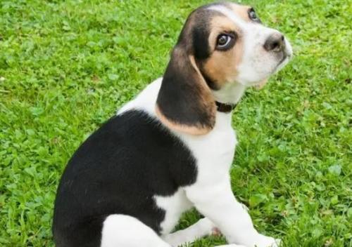 比格猎兔犬好养吗-图1