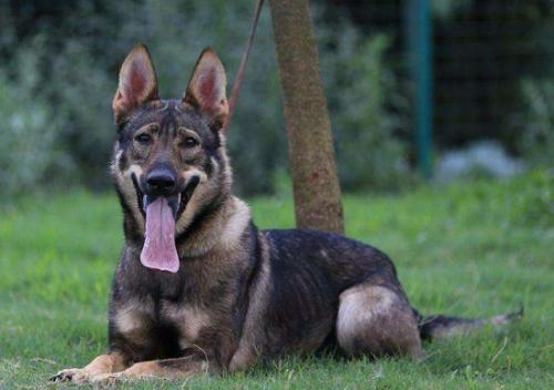 狗有狂犬病一定会死吗-图1