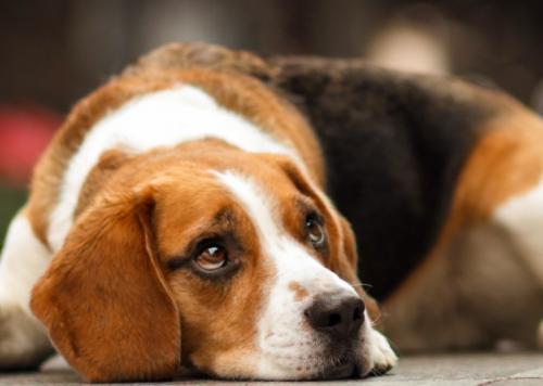 禁止用比格犬做实验-图2