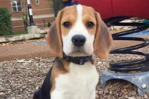 附近哪里有卖比格犬