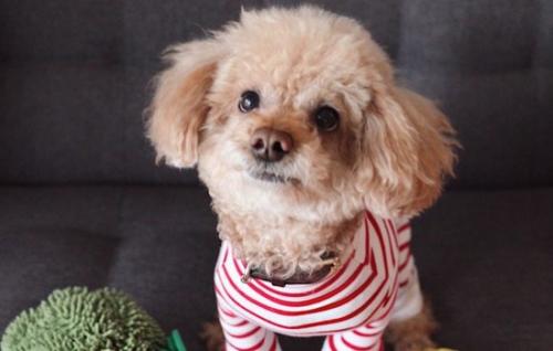 泰迪犬胎毛卷曲护理指南-1