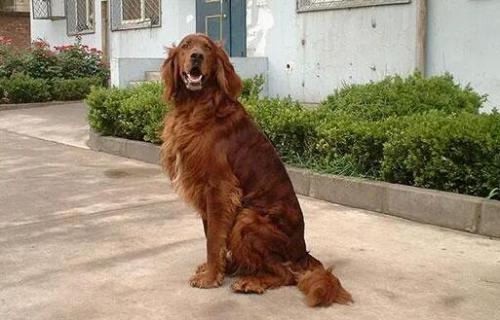 爱尔兰雪达犬如何-图1