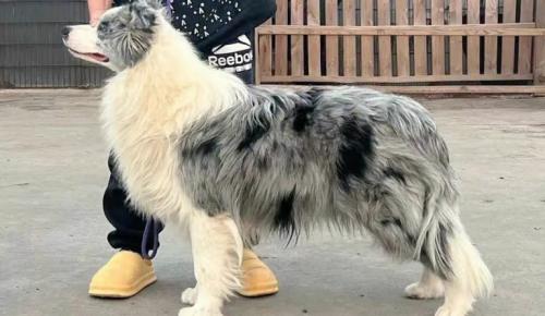 边境陨石牧羊犬怎么样-图1