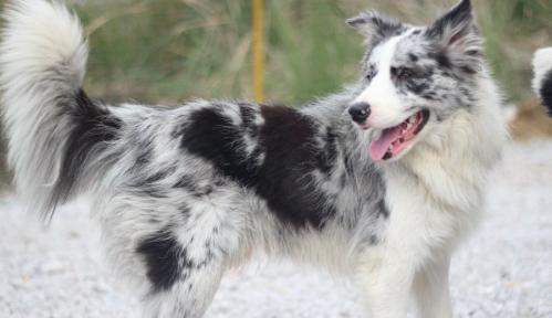 陨石边境牧羊犬的价格是多少钱