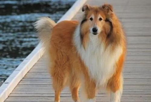 牧羊犬吃什么食物最好-图1